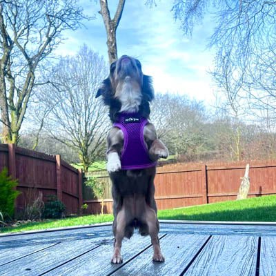 Tiny Trails Step In Air Mesh Puppy and Small Dog Harness Purple