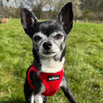 Tiny Trails Step In Air Mesh Puppy and Small Dog Harness Red