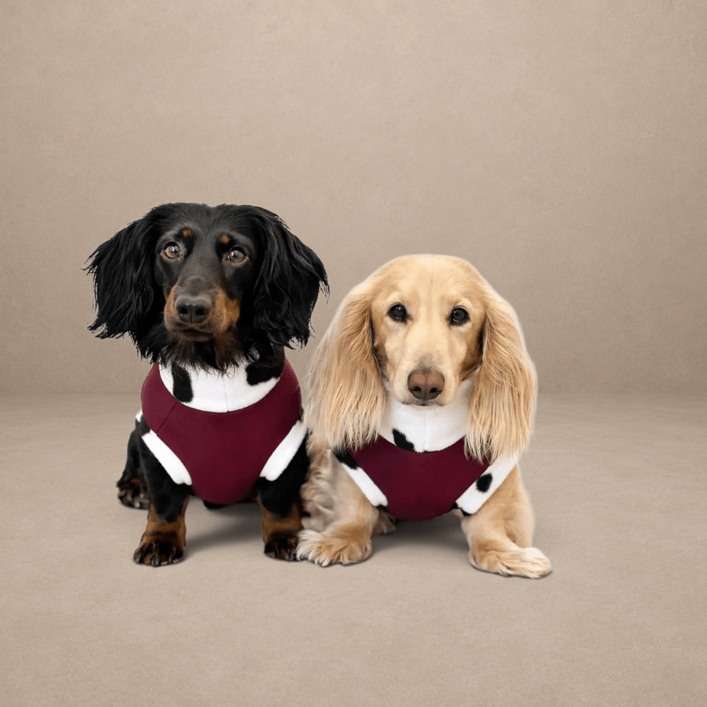 Waterproof Rainfleece Dog Coat - Standard Sizes, Ready Made