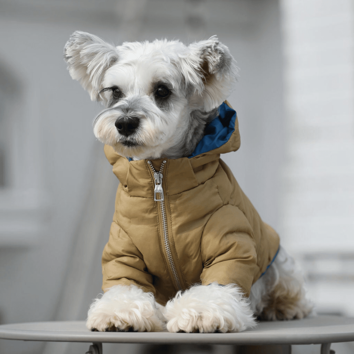 Zip-up Puffer Jacket with Hood