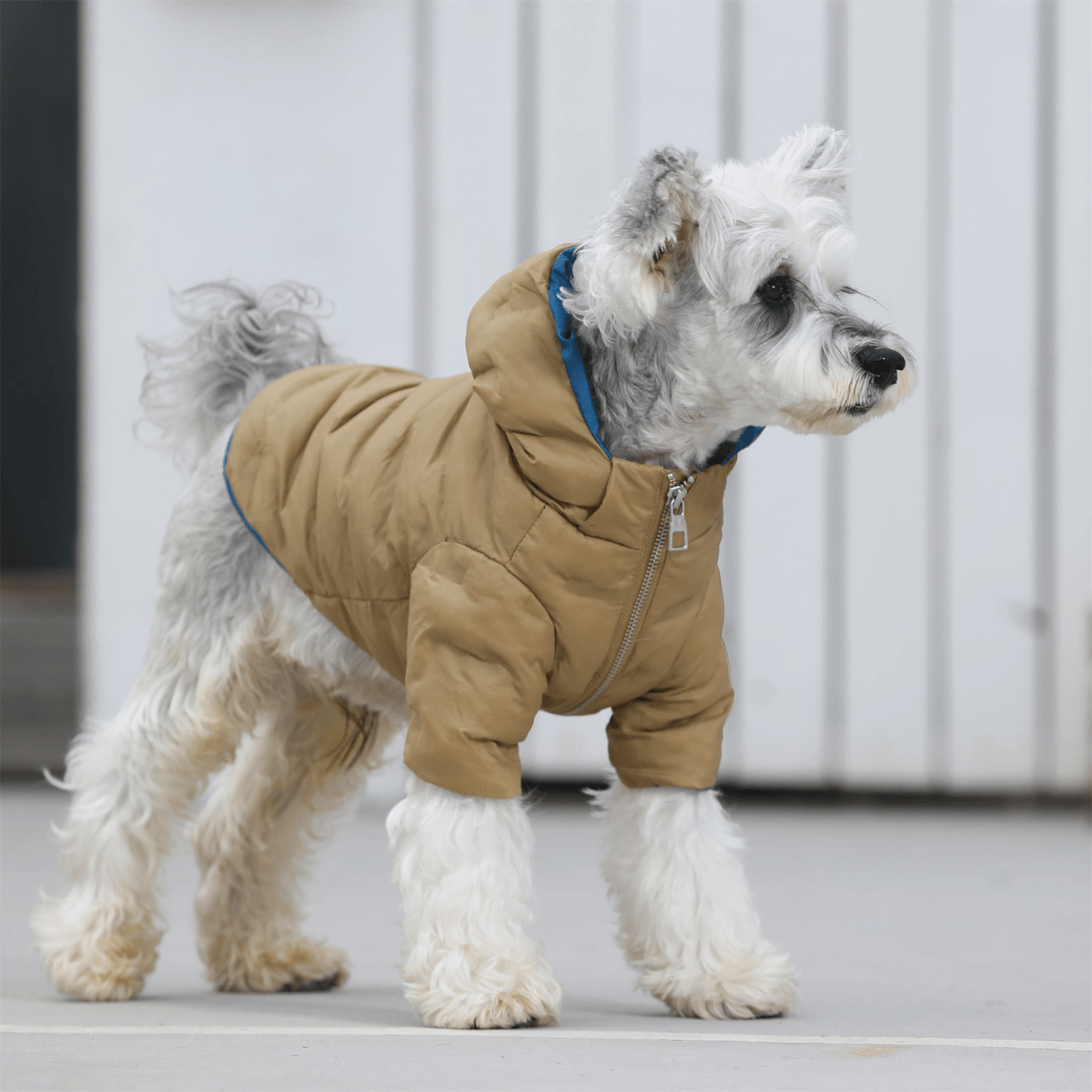 Zip-up Puffer Jacket with Hood